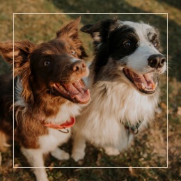 two dogs smiling